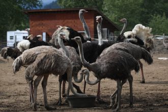 police-enter-bc-ostrich-farm-subject-to-culling-order-by-federal-agency