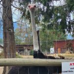 bc-mp-calls-for-testing-of-ostriches-before-cull-order-is-enforced