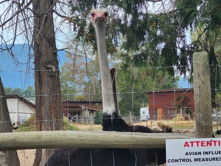 bc-mp-calls-for-testing-of-ostriches-before-cull-order-is-enforced