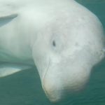 ottawa-denies-marineland’s-request-to-export-30-beluga-whales-to-china