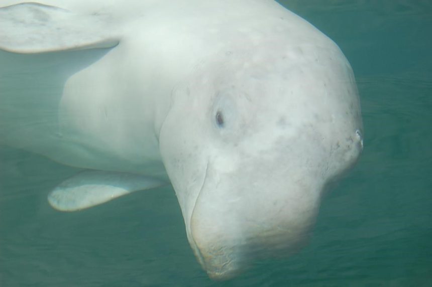 ottawa-denies-marineland’s-request-to-export-30-beluga-whales-to-china