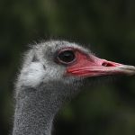 american-billionaire-says-supreme-court-should-allow-us-testing-of-bc-ostriches-before-culling